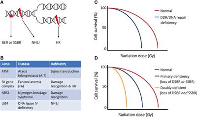 Target-Based Radiosensitization Strategies: Concepts and Companion Animal Model Outlook